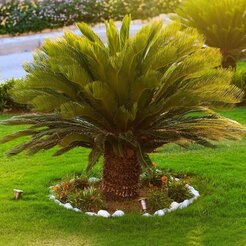 Archeologisch Ontrouw Onrechtvaardig Cycas - Palmvaren kopen? Bestel ze online! - MyPalmShop