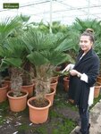 Trachycarpus wagnerianus - stam 120-140 cm - pot 90 ltr [pallet]