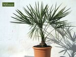 Livistona decipiens - stam 30+ cm - totale hoogte 130-150 cm - pot &Oslash; 50 cm [pallet]