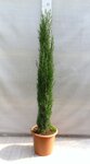 Cupressus sempervirens Totem - totale hoogte 150-180 cm - pot &Oslash; 35 cm