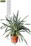 Dianella tasmanica Prosser - totale hoogte 70-90 cm - pot &Oslash; 22 cm