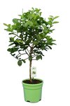 Citrus latifolia - stam 30-40 cm - totale hoogte 70-100 cm - pot 22 cm