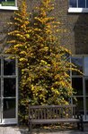 Fremontodendron California Glory - pot &Oslash; 21 cm