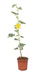 Fremontodendron California Glory - pot &Oslash; 21 cm