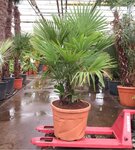 Trachycarpus fortunei Multitrunk - totale hoogte 180+ cm - pot &Oslash; 55 cm 70 ltr [pallet]