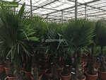 Trachycarpus fortunei - stam 100-120 cm - totale hoogte 200-250 cm - pot &Oslash; 50 cm [pallet]