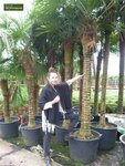 Trachycarpus fortunei - stam 100-120 cm - totale hoogte 200-250 cm - pot &Oslash; 50 cm [pallet]