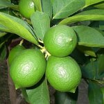 Citrus latifolia - stam 15-25 cm - totale hoogte 50-60 cm - pot 13 cm