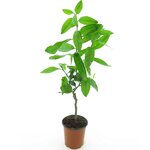 Citrus latifolia - stam 15-25 cm - totale hoogte 50-60 cm - pot 13 cm