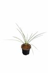 Yucca rostrata - totale hoogte 30-40 cm - pot &Oslash; 13 cm
