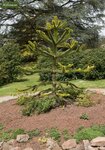 Araucaria araucana - totale hoogte 35-45 cm - pot 3 ltr