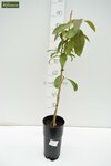 Persea americana - totale hoogte 100-120 cm - pot &Oslash; 18 cm