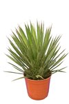 Yucca filifera - totale hoogte 50-70 cm - pot &Oslash; 23 cm