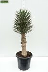 Yucca filifera - totale hoogte 50-70 cm - pot &Oslash; 23 cm