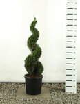 Thuja occidentalis Smaragd Spiraal - totale hoogte 100-125 cm