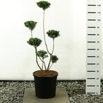 Ilex maximowicziana kanehirae multiplateau - totale hoogte 80-100 cm - pot 20 ltr