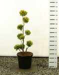 Thuja occidentalis Yellow Ribbon Multibol - totale hoogte 80-100 cm - pot 18 ltr