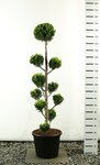 Chamaecyparis lawsoniana Ivonne Multibol extra - totale hoogte 150-170 cm