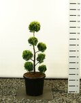 Chamaecyparis lawsoniana Ivonne Multibol - totale hoogte 100-125 cm - pot 20 ltr