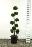 Cupressocyparis leylandii 2001 Multibol extra - totale hoogte 150-170 cm [pallet]