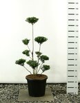 Ilex maximowicziana kanehirae multiplateau - totale hoogte 125-150 cm - pot 20 ltr