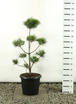 Pinus strobus Multiplateau - totale hoogte 125-150 cm - pot 20 ltr