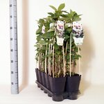 Aronia prunifolia Viking - totale hoogte 90-110 cm - pot 2 ltr