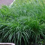 Carex Evergreen - totale hoogte 30-40 cm - pot 2 ltr