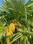 Trachycarpus fortunei - stam 70-80 cm - totale hoogte 180-220 cm - pot &Oslash; 40 cm  [pallet]