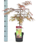 Acer palmatum Dissectum Garnet