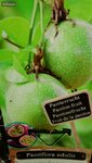 Passiflora edulis - pot 2 ltr