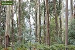 Eucalyptus gunnii Azura - totale hoogte 40+ cm - pot 5 ltr