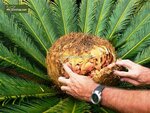 Cycas revoluta - totale hoogte 50-60 cm - pot &Oslash; 14 cm 