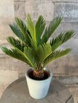 Cycas revoluta - totale hoogte 70-90 cm - pot &Oslash; 19 cm