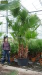 Washingtonia robusta multitrunk - totale hoogte 80-100 cm - pot &Oslash; 22 cm