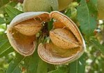 Prunus dulcis - pot &Oslash; 60 cm [pallet]