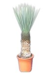 Yucca rigida - stam 60+ cm [pallet]