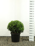 Prunus angustifolia bol &Oslash; 60-80 cm