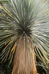 Yucca rostrata - stam 10-20 cm - totale hoogte 80-100 cm - pot 25 ltr