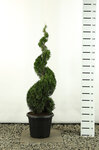 Thuja occidentalis Smaragd Spiraal - totale hoogte 150-170 cm - pot 20 ltr [pallet]
