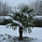 Trachycarpus fortunei in snow