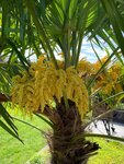 Trachycarpus fortunei flowering