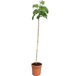 Albizia julibrissin Rosea - totale hoogte 160+ cm - pot &Oslash; 26 cm