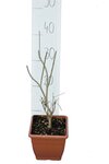 Callicarpa bodinieri Profusion - totale hoogte 100+ cm - pot &Oslash; 21 cm
