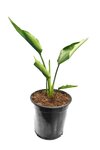 Strelitzia nicolai - pot &Oslash; 15 cm