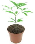 Quercus glauca - totale hoogte 40-50 cm - pot &Oslash; 19 cm