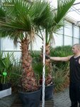 Washingtonia robusta - totale hoogte 100-130 cm - pot &Oslash; 26 cm
