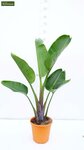 Strelitzia nicolai - totale hoogte 160-180 cm - pot &Oslash; 36 cm - 2 planten per pot [pallet]