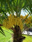 Trachycarpus fortunei - stam 30-40 cm - totale hoogte 120-140 cm - pot &Oslash; 31 cm + 10 ltr palmengrond