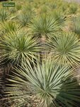 Yucca rostrata - totale hoogte 120-140 cm - pot 45 ltr [pallet]